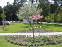 5 Plantering innergården