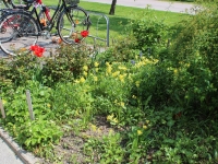 3 Plantering