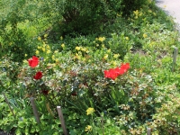 2 Plantering